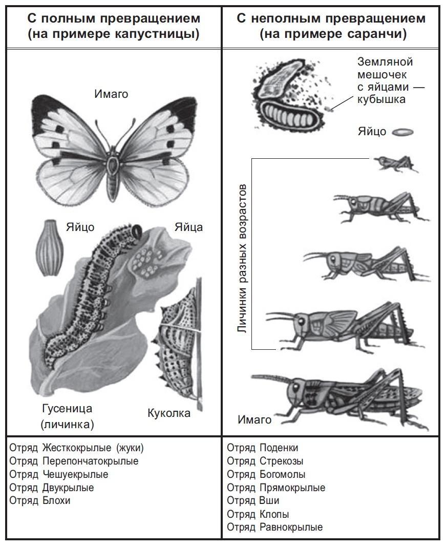 Охарактеризуйте тип развития животного изображенного на рисунке бабочка назовите стадии развития