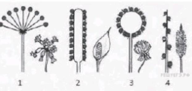 Тип плода развивающийся из целого соцветия. Какой цифрой обозначено соцветие зонтик. Какой цифрой обозначено соцветие початок. Какой цифрой обозначена цветовые соцветие зонтик. Какой цифровой обозначено соцвение початок.