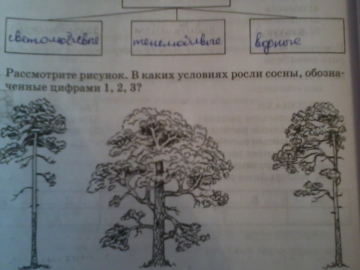 Рассмотри рисунок укажи. В каких условиях выросла сосна на рисунке. Рассмотрите рисунок растти. Рассмотрите рисунок 1 3. 2. Рассмотрим рисунки..