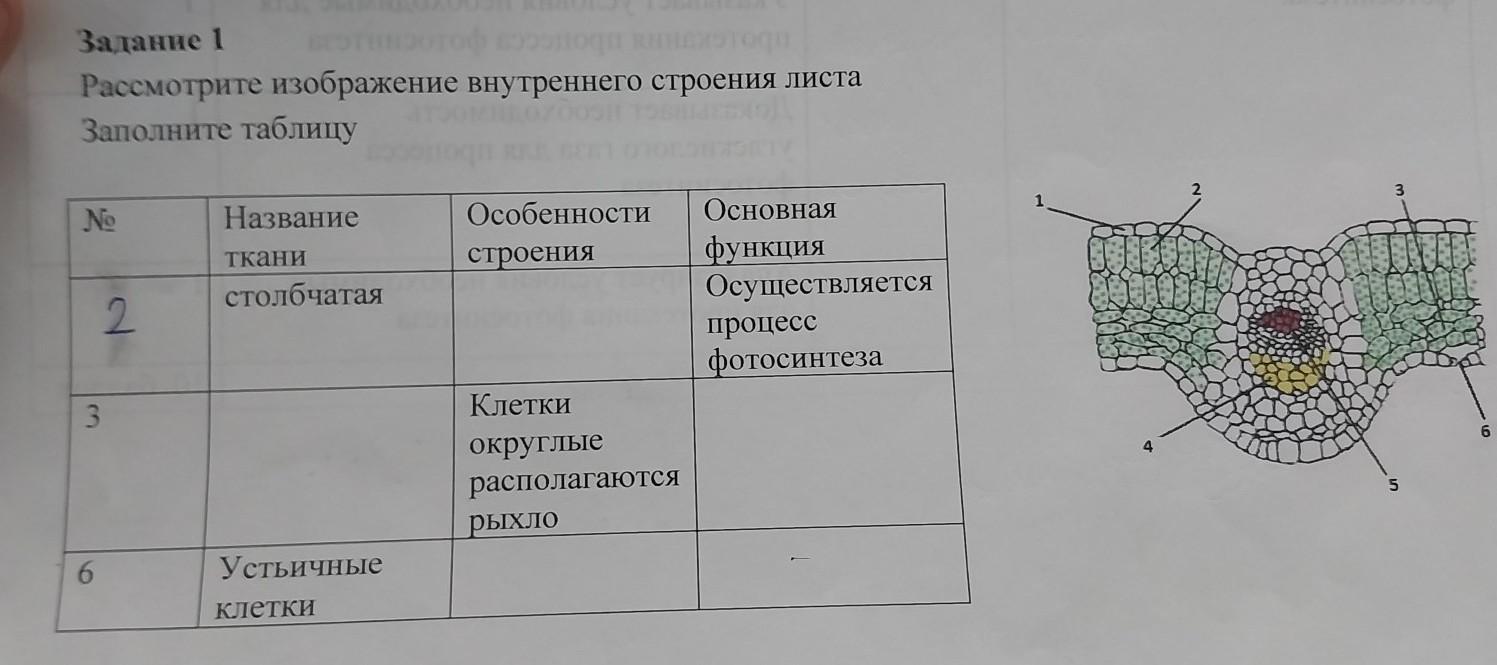 Рассмотрите рисунки и подпишите названия тканей с помощью которой растение растет в толщину и высоту