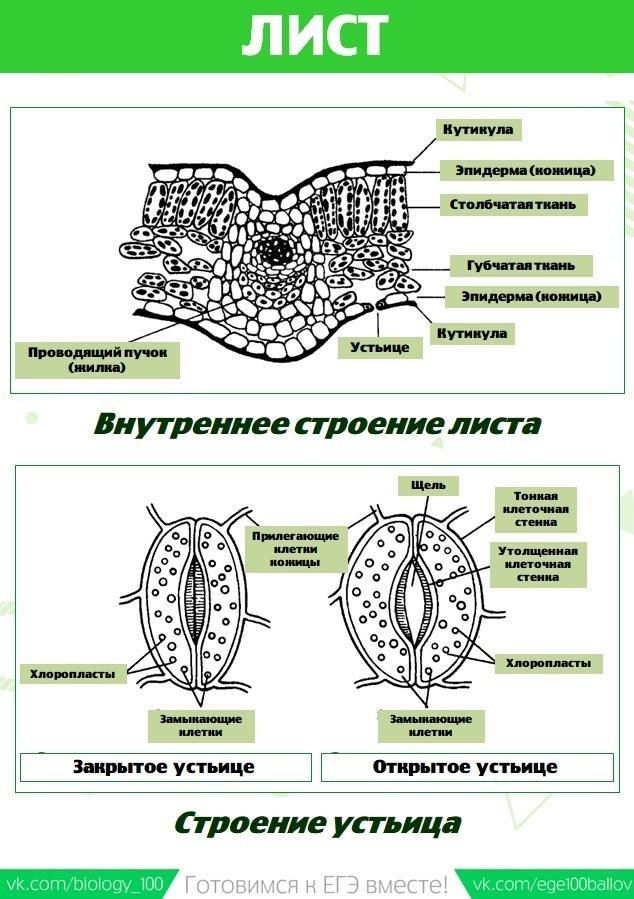 Картинки егэ по биологии