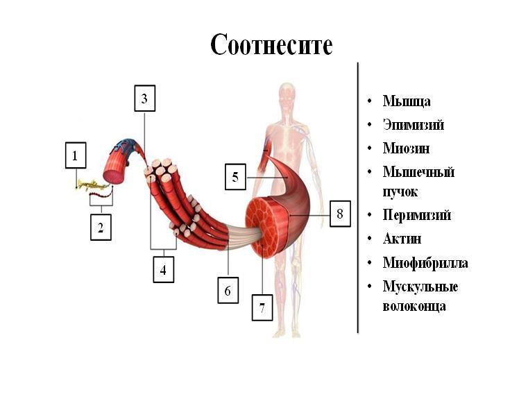 Части мышцы. Соотнесите названия частей мышцы с точками на изображении. Соотнесите названия частей мышц. Название частей мышц с точками. Соотнести название частей мышцы на изображении.