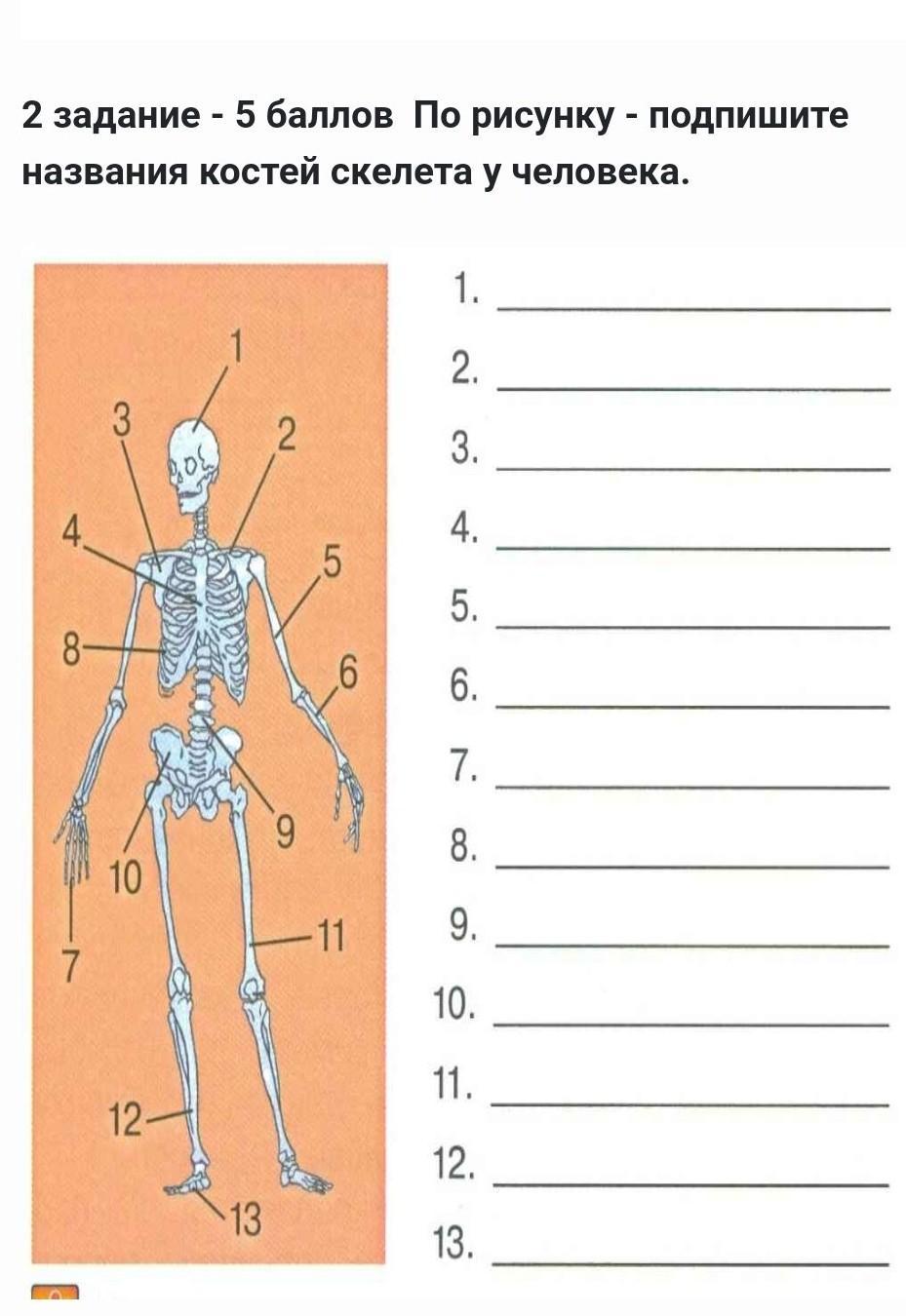 Подпишите названия костей скелета. Подпишите название костей скелета. Подпишите названия костей. Скелет человека с подписанными названиями. По рисунку Подпиши названия костей у человека.