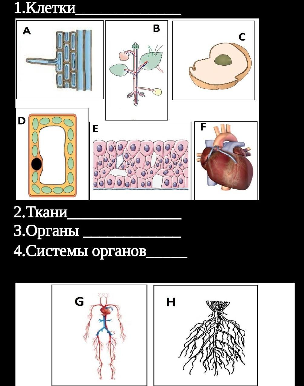 Рисунок группа клеток. Клетка ткань орган система органов. Орган это в биологии. Задания системы органов биология. Распределить органы по системам органов.