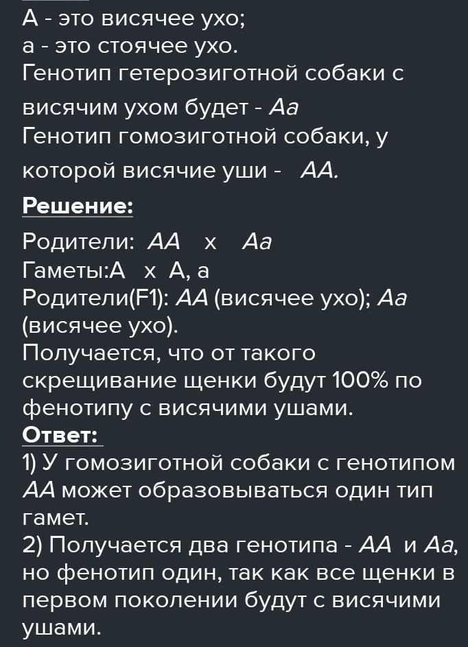 у собак висячее ухо доминирует над стоячим. у собак висячее ухо доминирует над стоячим. у собак висячие уши доминируют над стоячими при скрещивании. висячее ухо подавляется стоячим от скрещивания гетерозиготных собак. у человека ген ресниц доминирует над геном коротких ресниц.