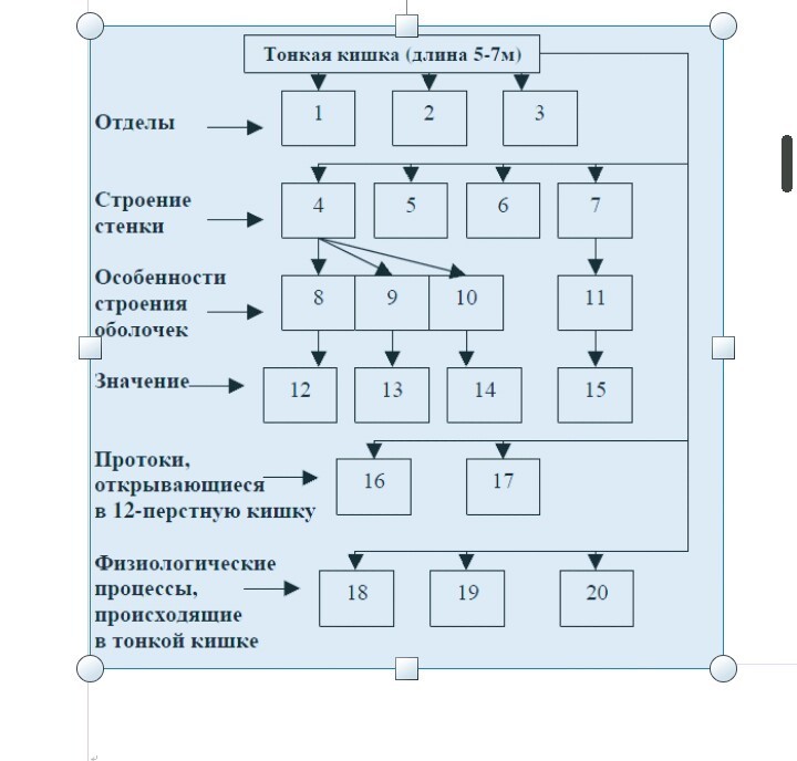 Тонкий кишечник отделы строение стенки