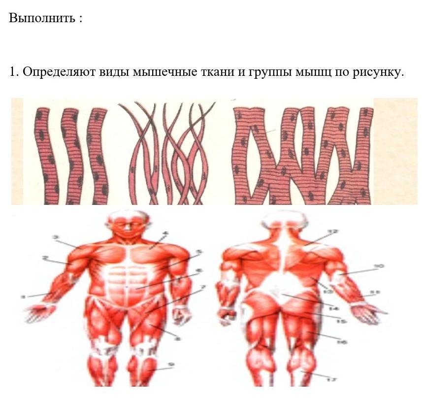 Назовите виды мышечной ткани изображенные на рисунке 3 напишите их названия