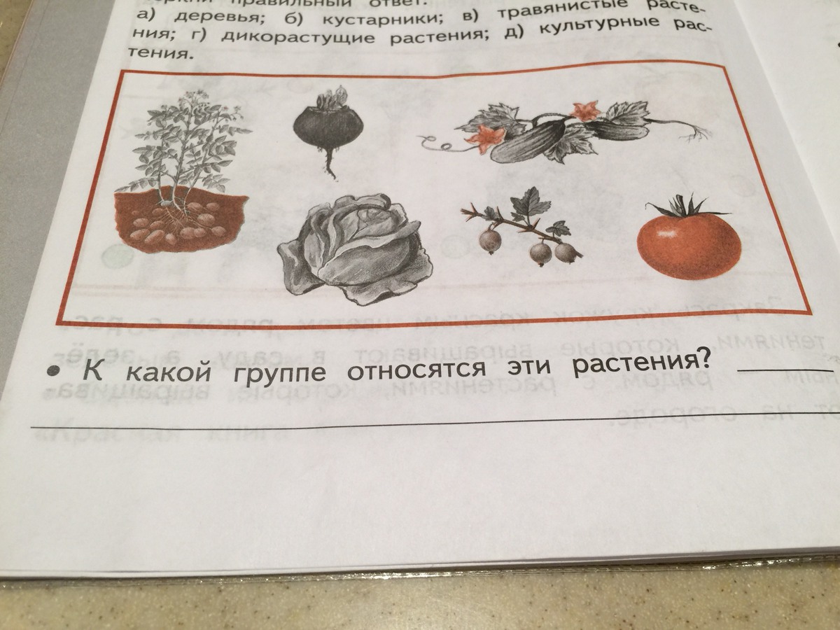 К 1 группе относится. К какой группе относятся эти растения. Определи к какой группе относятся эти растения. К какой группе относятся эти растения 1 класс окружающий мир. Укажите стрелками к каким группам относятся эти культурные растения.