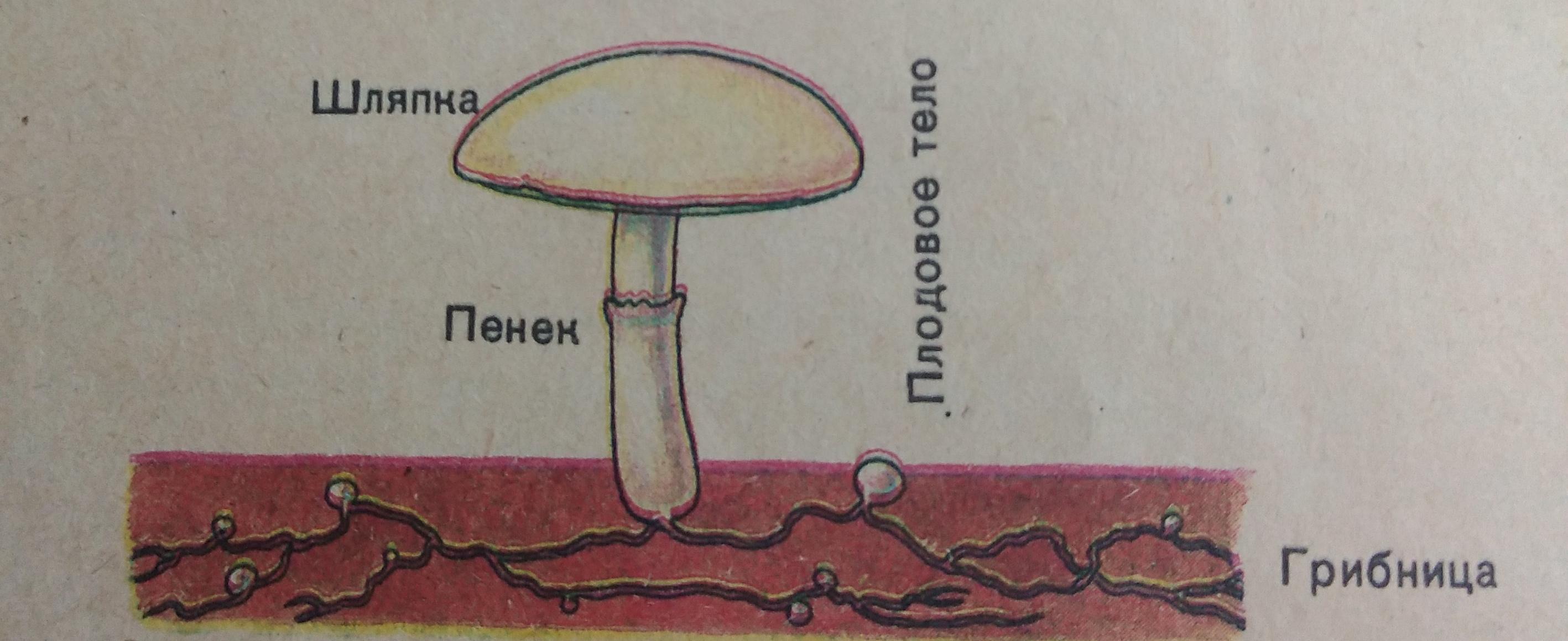 Изучение строения плодовых тел шляпочного гриба. Изучение строения плодовых тел шляпочного гриба
