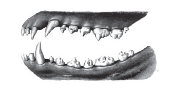 Какие зубы у млекопитающих дифференцированы. Пресмыкающиеся зубная система. Зубная система земноводных. Зубная система млекопитающих 7 класс. Зубная система млекопитающего животного.
