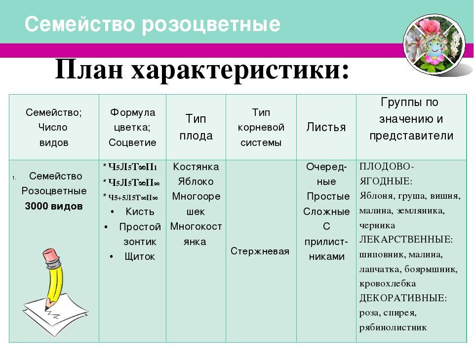 Продукт по биологии для проекта