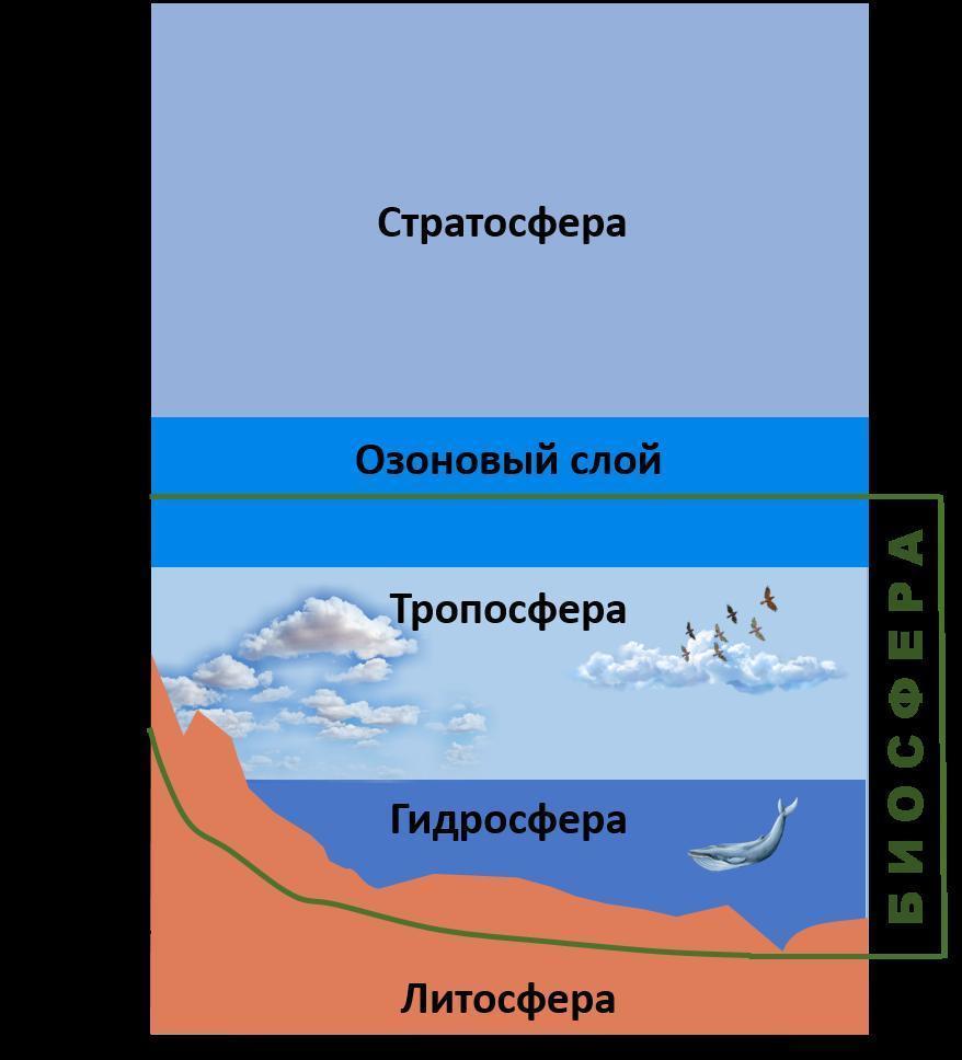 Нарисуйте схему границы биосферы покажите штриховую область земли в которой существует жизнь