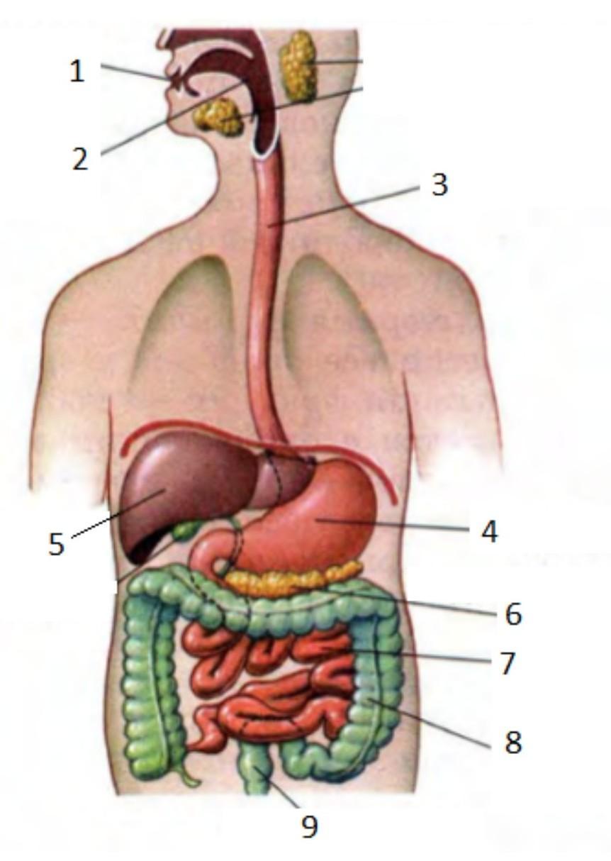 Органы человека обозначенные на рисунке. Анатомия человека органы пищеварения. Биология строение пищеварительной системы. Строение внутренних органов ЖКТ.