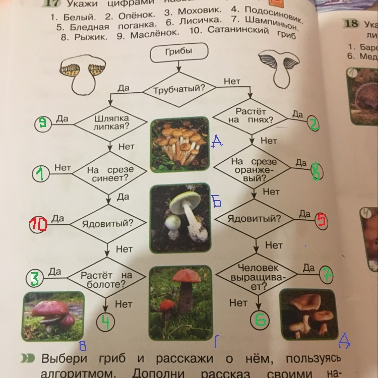 Укажи цифрами названия. Укажи цифрами названия грибов. Укажи цифру. Укажите цифрами названия грибов. Укажи цифрами названия грибов окружающий мир 4.