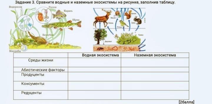 Изучите фрагмент экосистемы океана представленный на рисунке и выполните задания