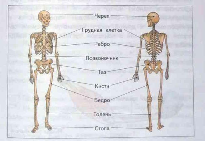 Подписанный тел. Кости человека 4 класс. Части скелета человека окружающий мир 4 класс. Подпиши части скелета человека. Строение человека скелет 4 класс.