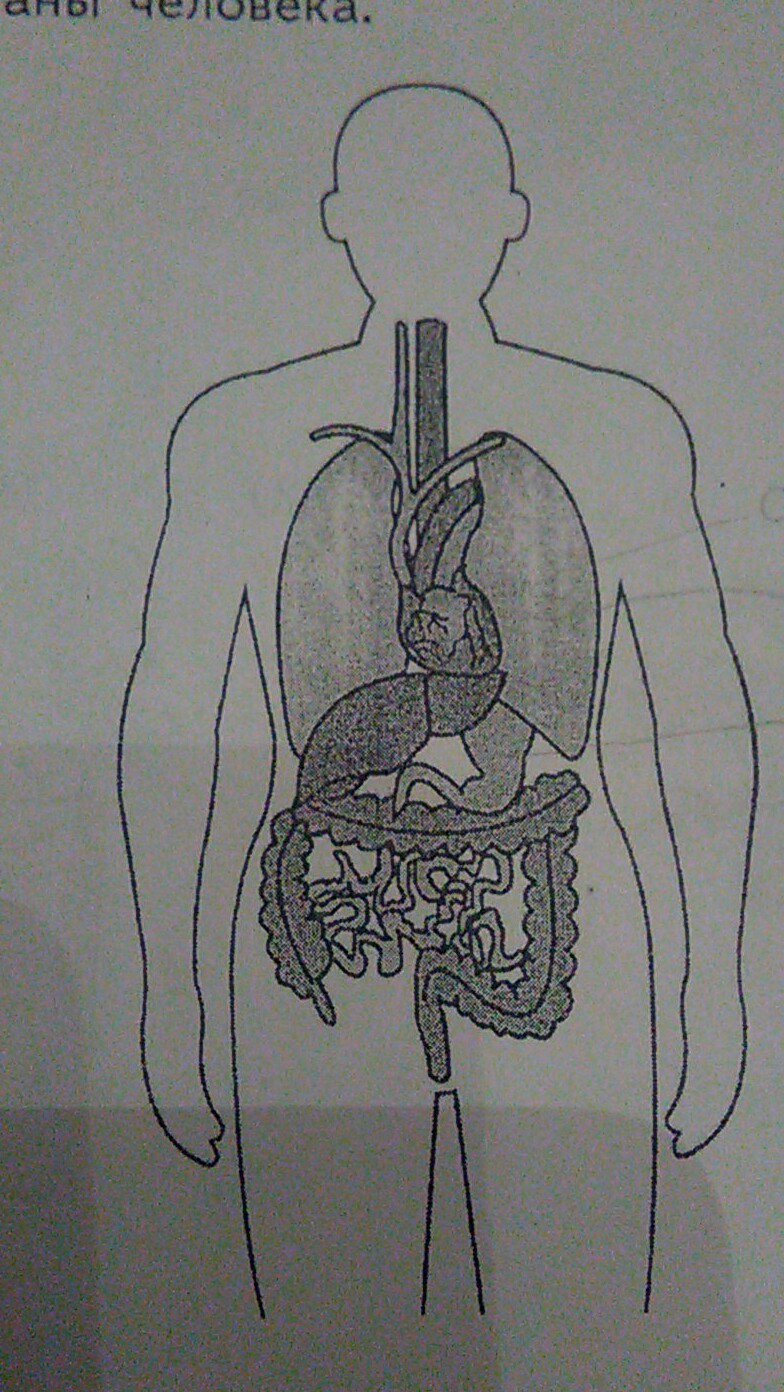 Рассмотри рисунок на котором изображены основные внутренние органы человека