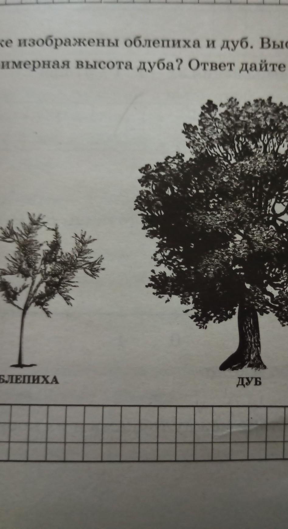 На рисунке изображены здание и стоящее рядом дерево высота здания равна 21м какова примерная высота