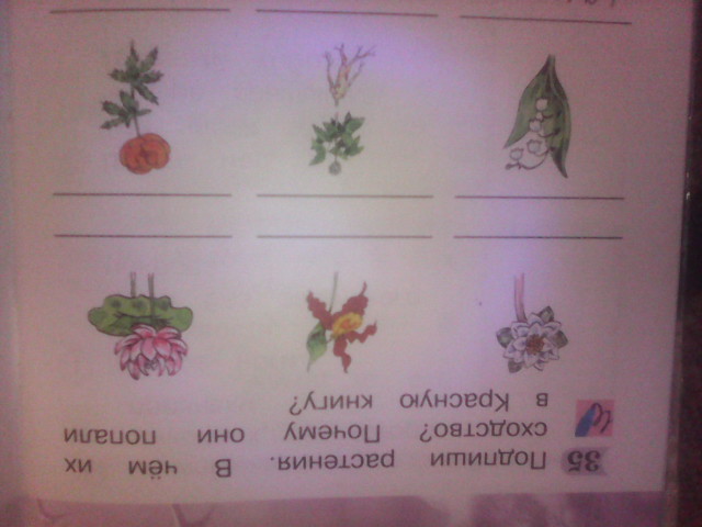 Запиши ответы 1 класс. Нет ты мне назови эти растения. Прописи 1 класс впиши отгадки. Дерево (Южное).