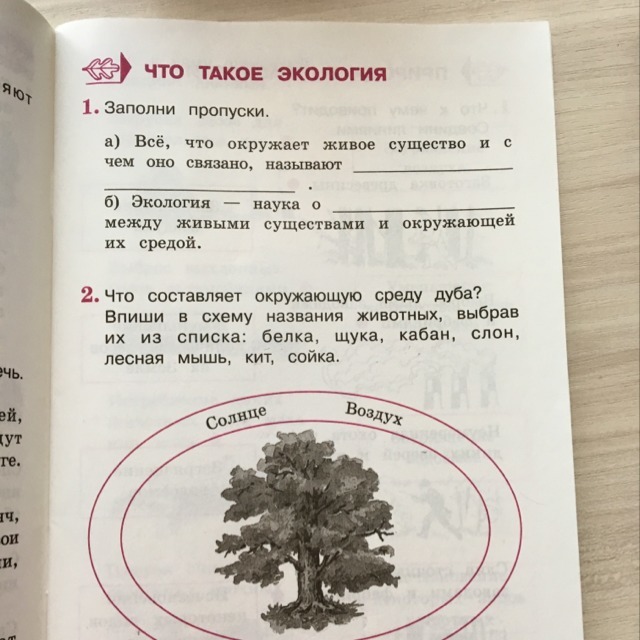 Окружающее составить. Что составляет окружающую среду для дуба. Что составляет окружает среду дуба. Окружающая среда ели 3 класс. Окружающая среда для дуба 3 класс.