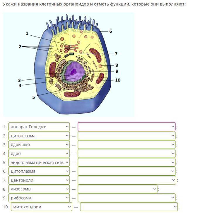 Клетка какого организма изображена на рисунке какие органеллы обозначены цифрами 9 и 10