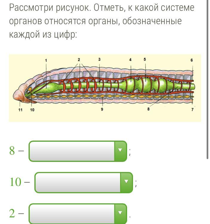 Рассмотри рисунки определи органы каких. Отметь к каким системам органов относятся органы. Отметь к какой системе органов относится орган обозначенный. Укажи в какой системе органов относится орган. Обозначь, к каким системам органов относятся органы.