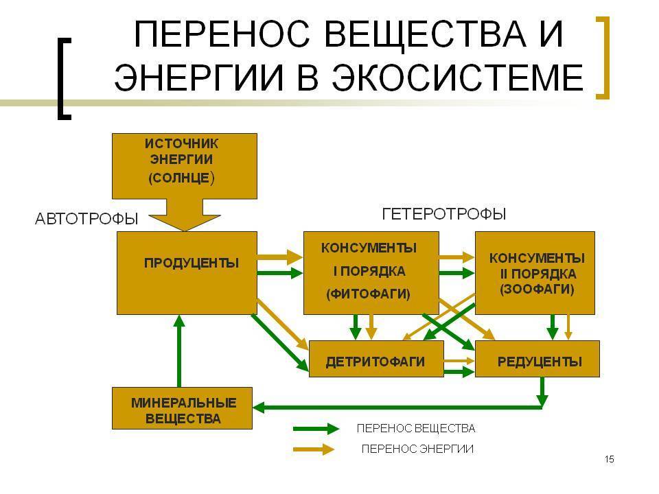 Составление схем передачи веществ и энергии по цепям питания в природной экосистеме и агроценозе