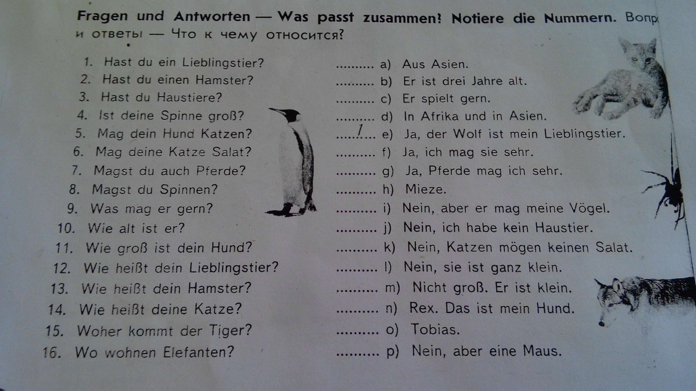 Alt er ist. Вопросы другу. Ответы на вопросы немецкий язык hast du ein Haustier. Was passt zusammen немецкий язык 7. Hast du ein Lieblingstier ответы.