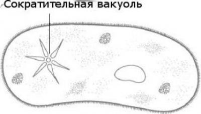 Сократительная вакуоль рисунок. Сократительная вакуоль строение. Сократительная вакуоль инфузории. Сократительная вакуоль инфузории туфельки. Строение сократительной вакуоли инфузории.