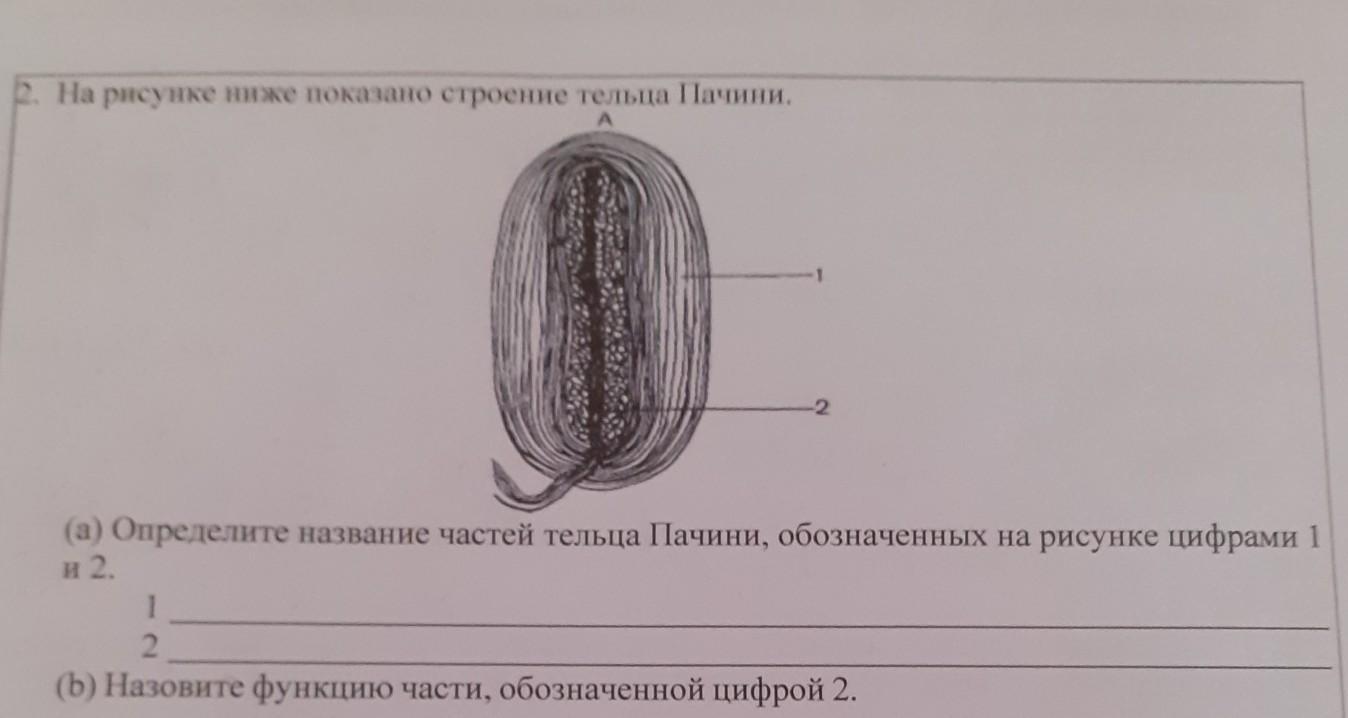 Напишите названия структур обозначенных на рисунке цифрами 1 5