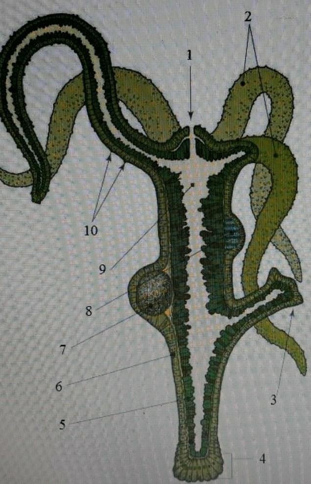 Стрекательные клетки щупалец. Гидра биология строение. Почка у гидры. Щупальца со стрекательными клетками. Вставь цифру, которой обозначена стрекательная клетка..
