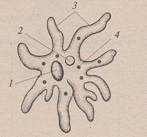 Строение амебы рисунок с подписями