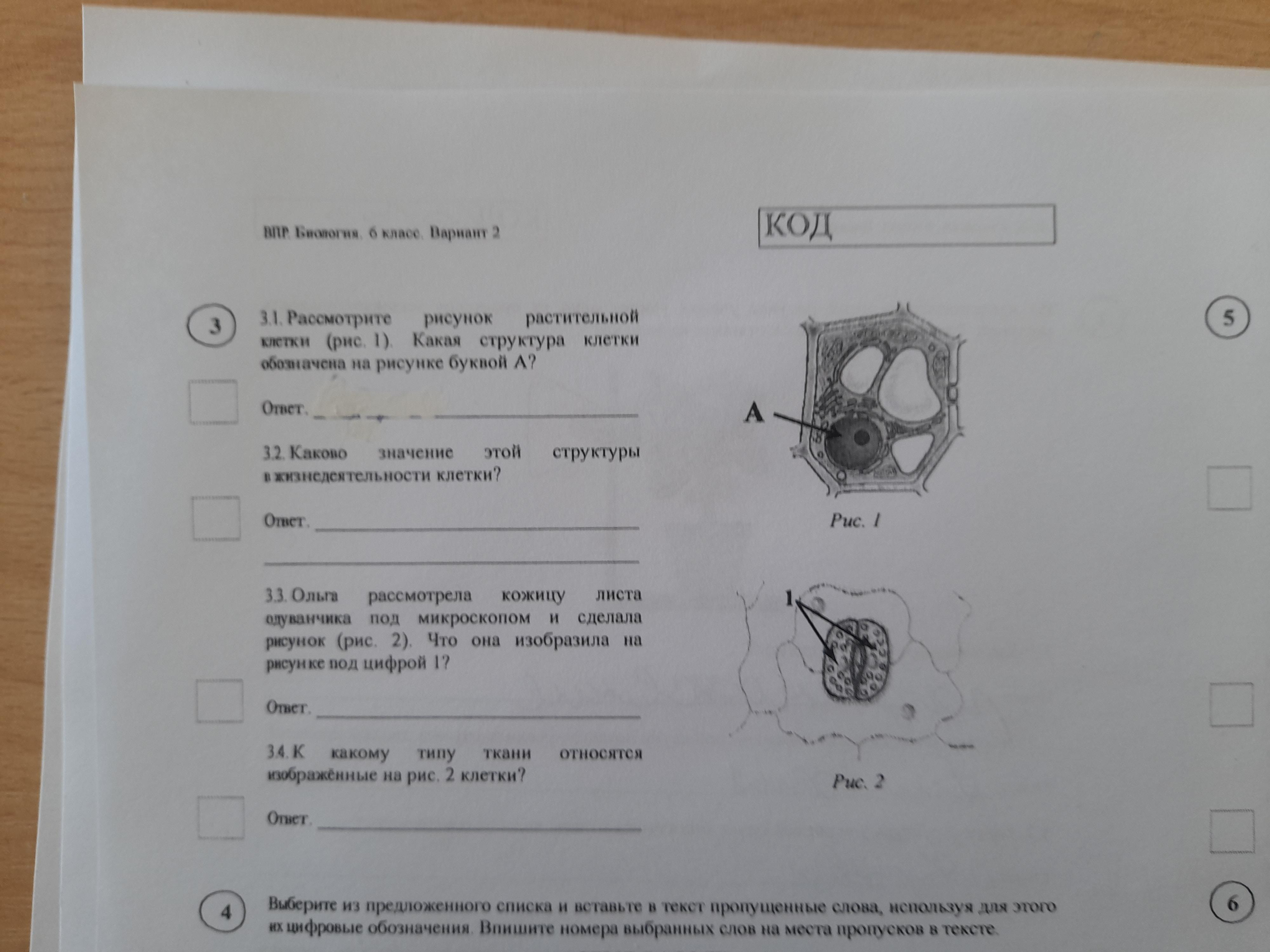 Рассмотрите рисунок растительной клетки какая структура клетки обозначена на рисунке