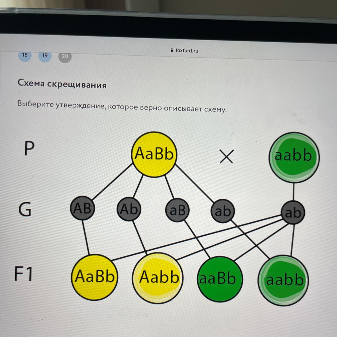 Как можно назвать скрещивание представленное на схеме aa x aa