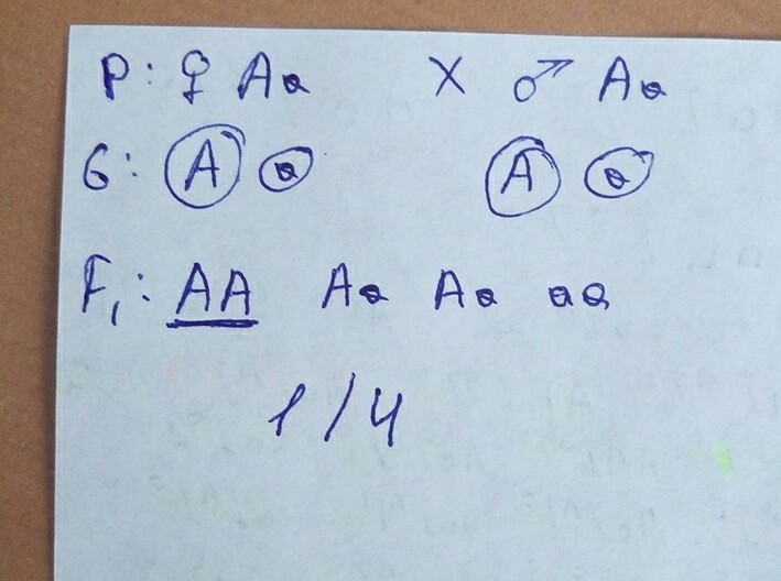 Определите вероятность рождения. Акаталазия обусловлена редким аутосомным рецессивным геном. Актуализация обусловлена редким аутосомным рецессивным геном. Акаталазия обусловлена. Вероятность рождения здорового ребенка 4 %.