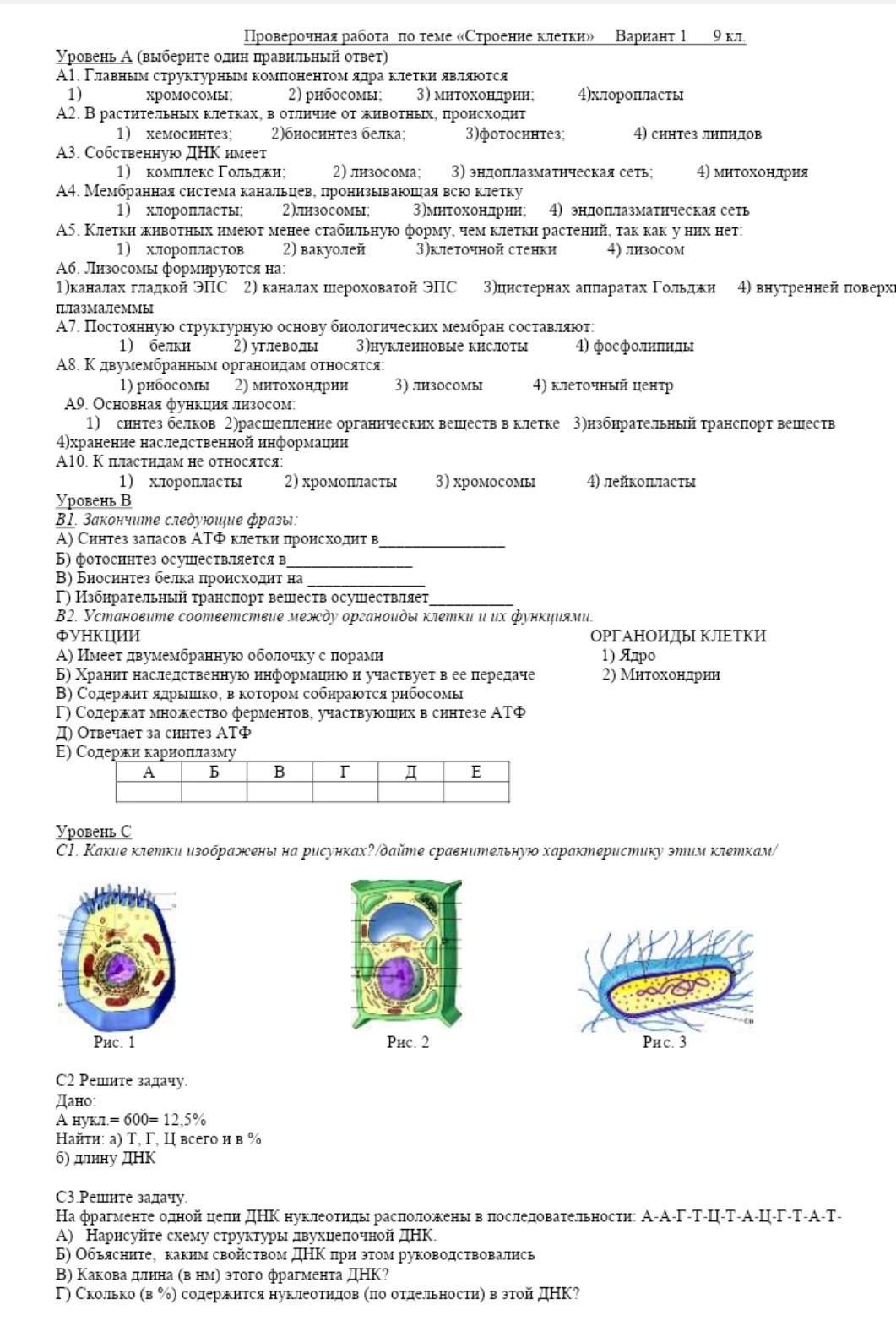 Проверочная работа по теме строение клетки ткани. Строение клетки контрольная работа 9 класс. строение клетки проверочная работа 9 класс. главным структурным компонентом ядра является. проверочная работа строение клетки 5 класс.