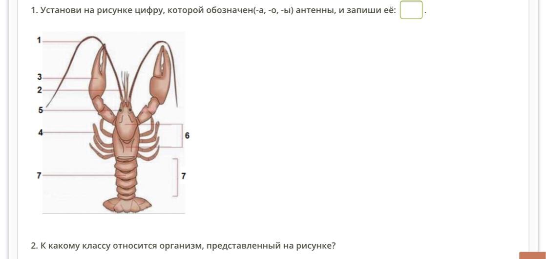 Установи какими цифрами на рисунке обозначены. Установи на рисунке цифру, которой обозначен(-а, -о, -ы) антенны. Определи на рисунке цифру которой обозначен -а -о -ы половая система. Выбери на рисунке цифру, которой обознача. Установи на рисунке цифру которой обозначен.