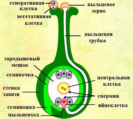 Центральная клетка. Пыльцевход. Семяпочка. Вегетативная клетка. Вегетативная и генеративная клетка.