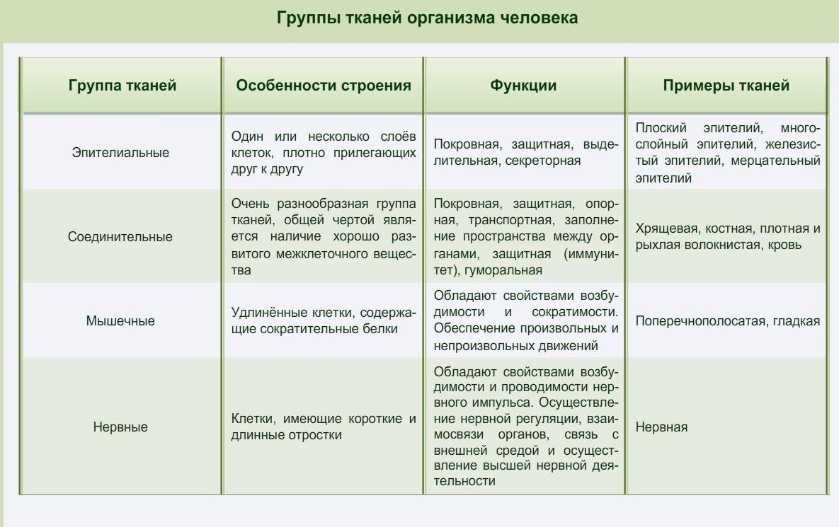 Ткани человека и их функции таблица с рисунками