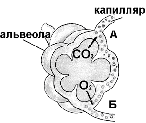 Какой процесс показан на рисунке что обозначено цифрами 1 и 2