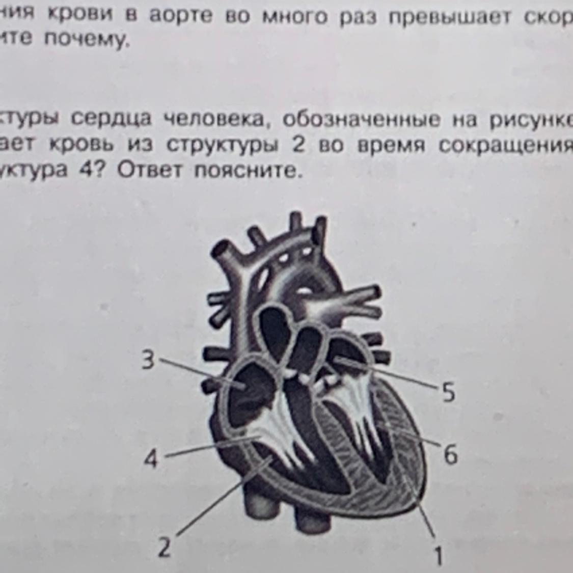 Назовите структуры сердца обозначенные на рисунке цифрами 1 2 объясните их функции