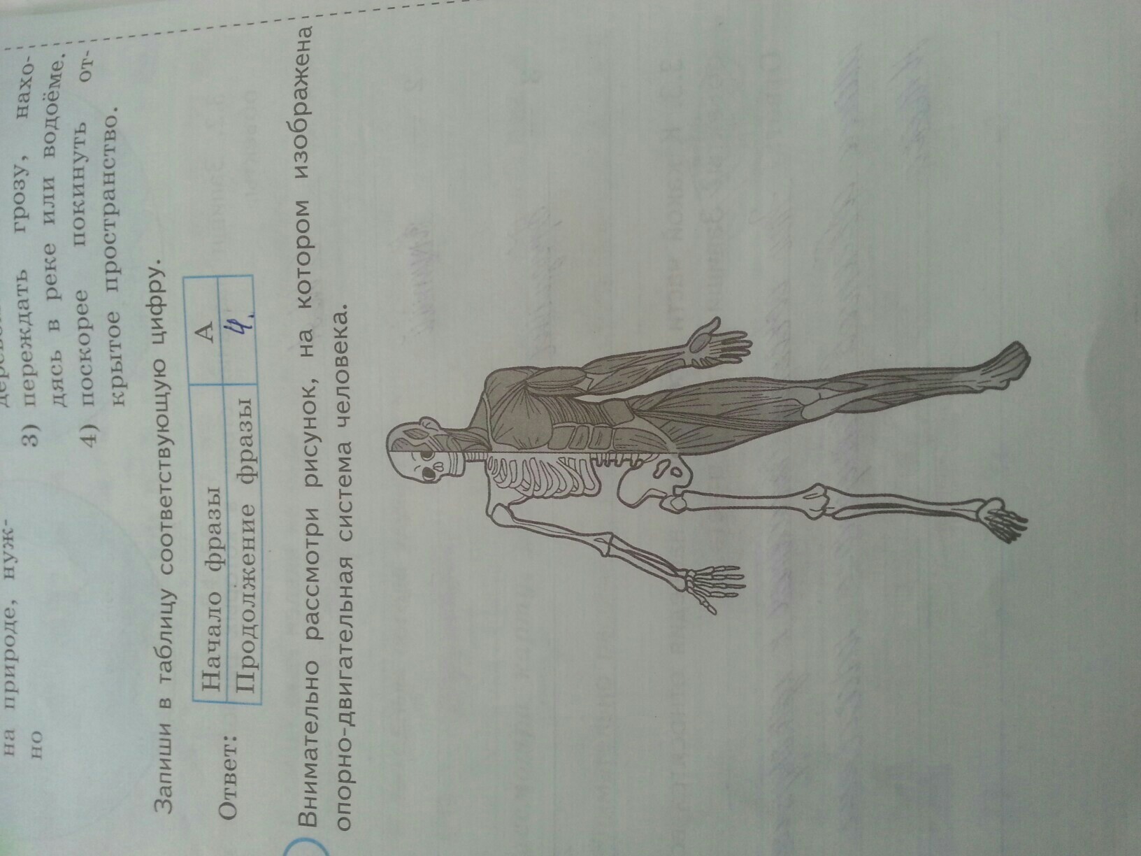 Рассмотри рисунок запиши. Внимательно рассмотри рисунок на котором изображена. Рисунок на котором изображена опорно двигательная система человека. Рассмотри рисунок человека. Из чего состоит опорно двигательная система ВПР 4.
