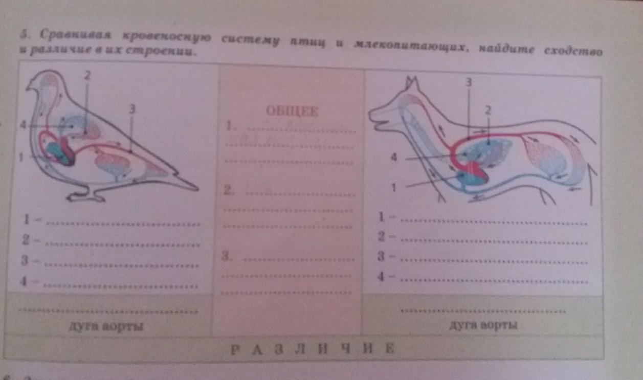 Биология птицы и млекопитающие. Отличия кровеносной системы птиц и млекопитающих. Системы птиц и млекопитающих различия. Пищеварительная система птиц и млекопитающих их сходство и различие.