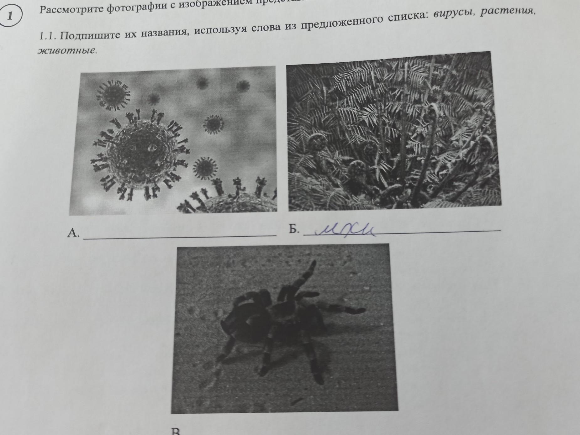 Рассмотрите фотографии с изображением представителей различных объектов природы кишечнополостные