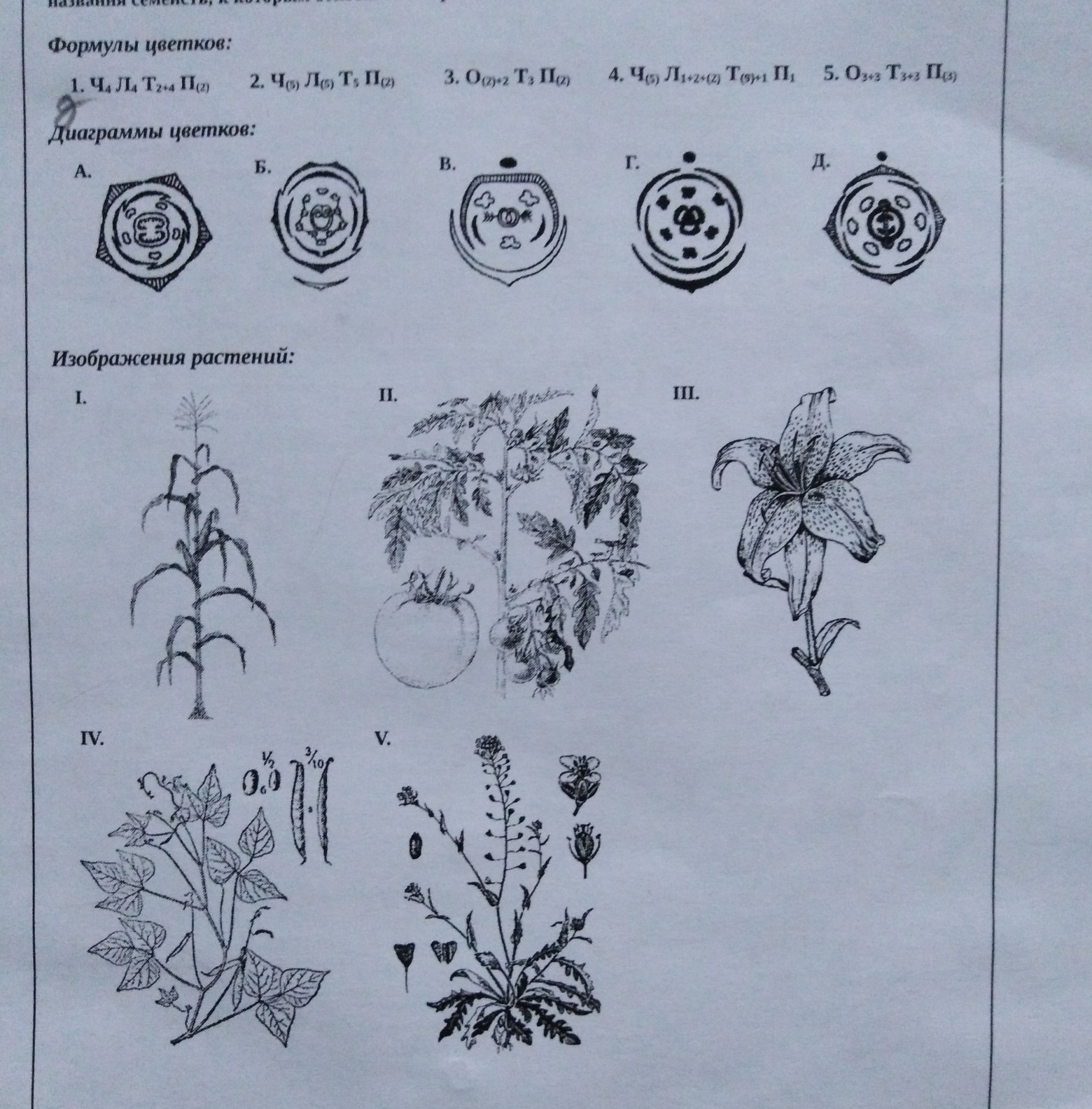Диаграмма цветка хвойных растений. Диаграмма цветка хвойные. Диаграмма цветка покрытосеменных. Семейство крестоцветные диаграмма цветка. Диаграмма цветка 7 класс биология.