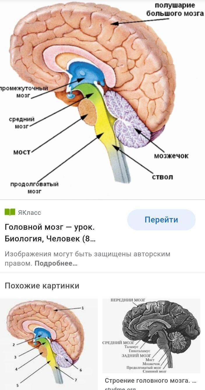 Какой цифрой на рисунке обозначен продолговатый мозг