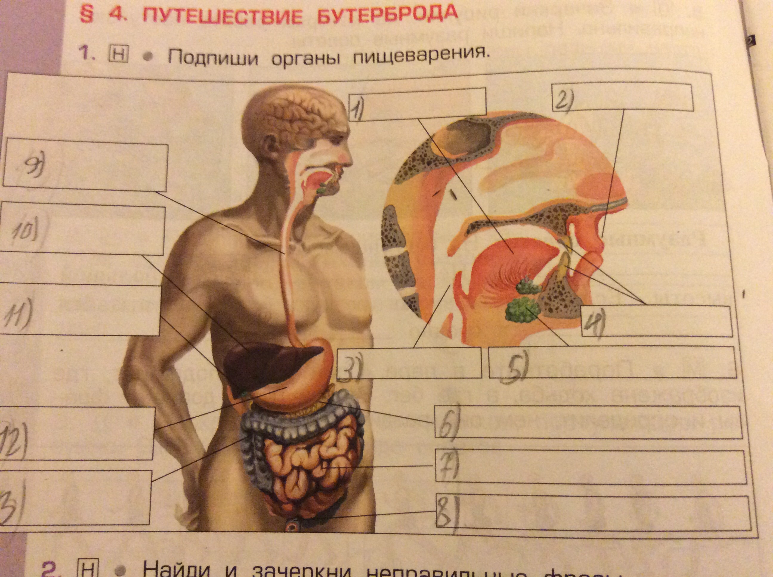 Орган пожалуйста. Путешествие бутерброда. Путешествие бутерброда по пищеварительной системе. Путешествие бутерброда по организму человека. Напишите название органов.