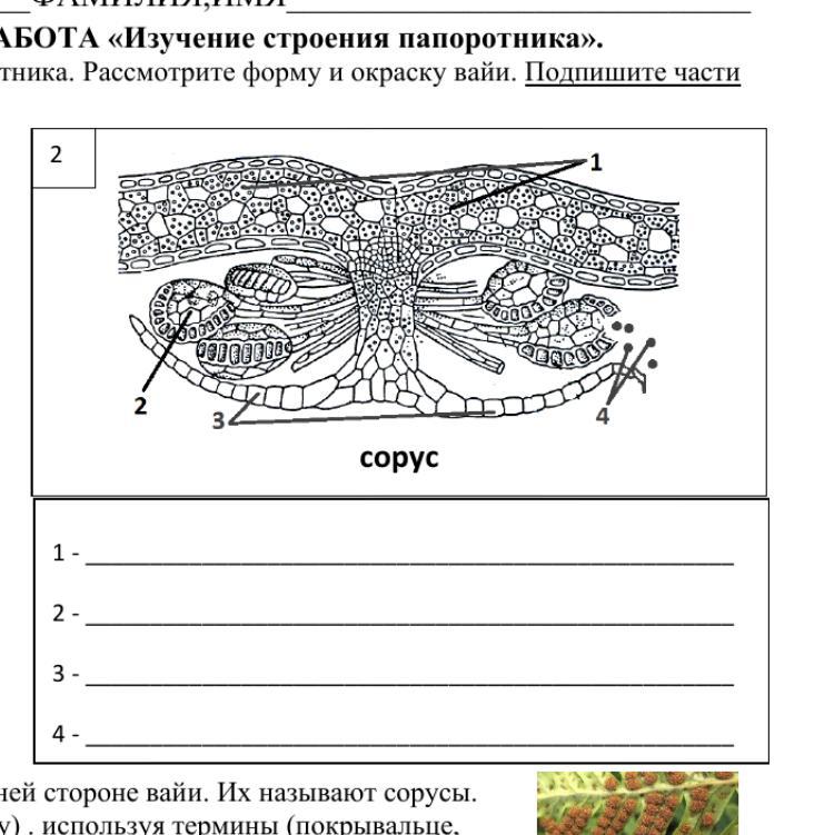 Какой цифрой на рисунке обозначен объект имеющий скопление спорангиев сорусы