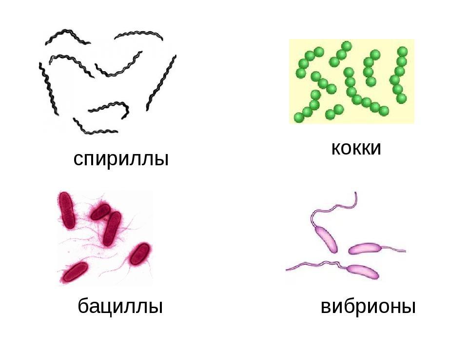 Форма бактерии вибрионы рисунок