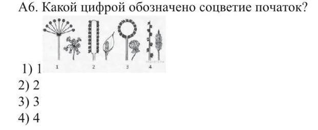 Каким номером на рисунке обозначено соцветие. Какой цифрой обозначено соцветие початок.